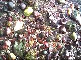 scan000439.jpg