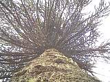scan000447.jpg