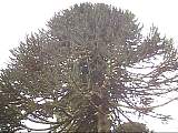 scan000448.jpg