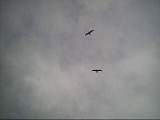 scan000478.jpg